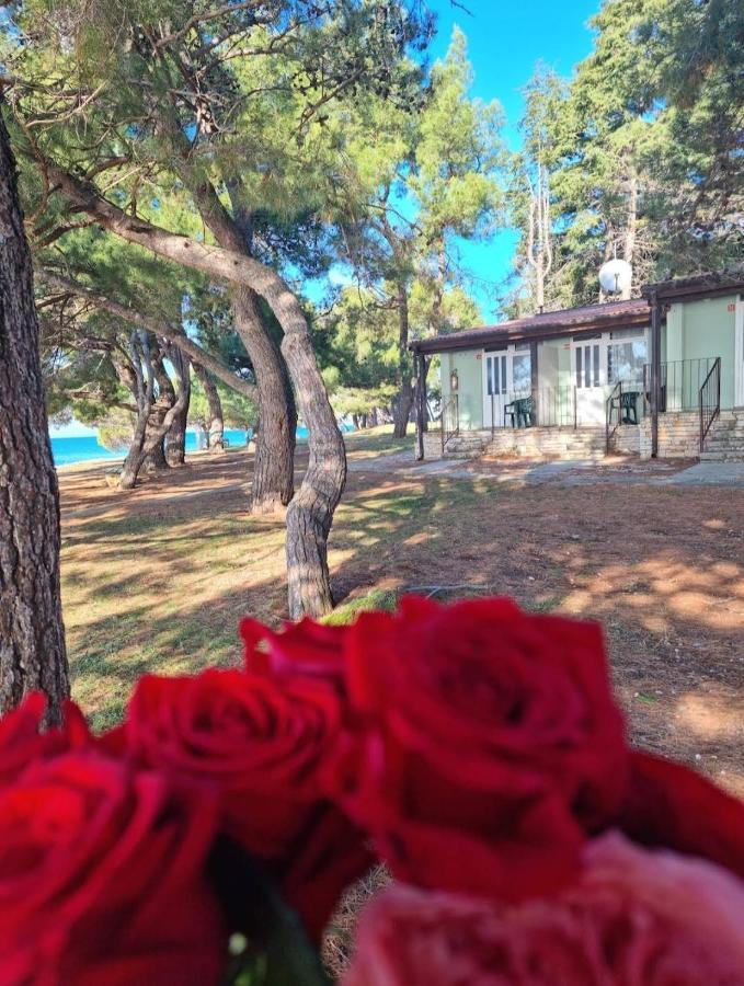 Family Bungalow Pineta Novigrad Istria Buitenkant foto